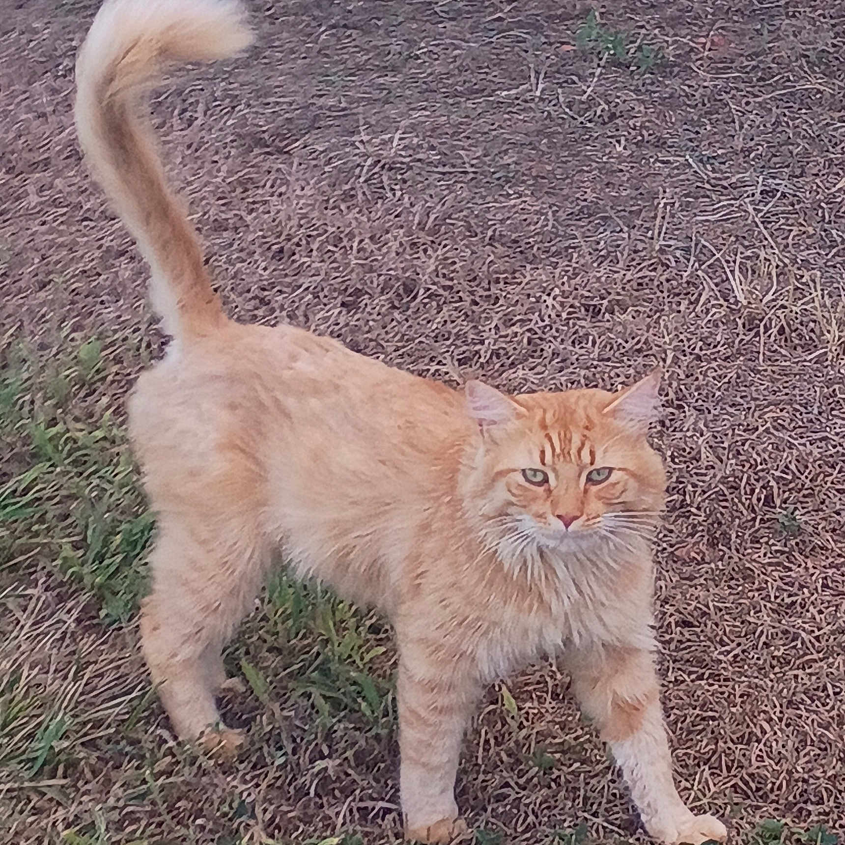 Sunshine is registered to the contest to win money with this photo: cat, orange_cat, animal, pet, fur, tail, grass, outdoor, nature, alert, standing, looking, mammal, whiskers, ears, eyes, ground, curious, domestic_cat, feline