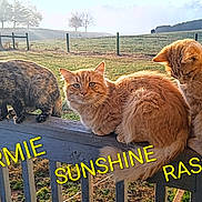 Sunshine is registered to the contest to win money with this photo: animal, cat, cats, fence, field, grass, morning, names, nature, orange_cat, outdoor, peaceful, pet, railing, relaxing, sunlight, sunshine, text_overlay, three, tortoiseshell_cat
