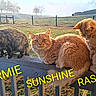 animal, cat, cats, fence, field, grass, morning, names, nature, orange_cat, outdoor, peaceful, pet, railing, relaxing, sunlight, sunshine, text_overlay, three, tortoiseshell_cat