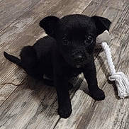 Pixie is registered to the contest to win money with this photo: animal, black_dog, cute, dog, domestic_animal, ears, flooring, fur, indoor, looking_up, pet, playful, puppy, rope_toy, sitting, small_dog, tail, toy, wooden_floor, young_dog