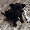 animal, black_dog, cute, dog, domestic_animal, ears, flooring, fur, indoor, looking_up, pet, playful, puppy, rope_toy, sitting, small_dog, tail, toy, wooden_floor, young_dog