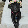 dog, black_dog, flower_crown, daisies, pink_roses, collar, indoor, couch, white_couch, pet, animal, portrait, laying_down, ears_up, crossed_paws, wood_floor, cute, domestic_animal, accessory, calm