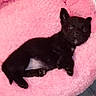 adorable, animal, bed, black_dog, canine, cozy, cute, dog, fluffy, fur, indoor, looking, lying_down, pet, pink_bed, puppy, relaxed, resting, small_dog, young_dog
