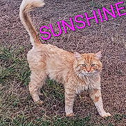 Sunshine is registered to the contest to win money with this photo: cat, orange_tabby, grass, dirt, outdoor, animal, pet, feline, tail, alert, fur, whiskers, ears, nature, sunshine, text_overlay, pink_text, walking, standing, background