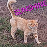 cat, orange_tabby, grass, dirt, outdoor, animal, pet, feline, tail, alert, fur, whiskers, ears, nature, sunshine, text_overlay, pink_text, walking, standing, background