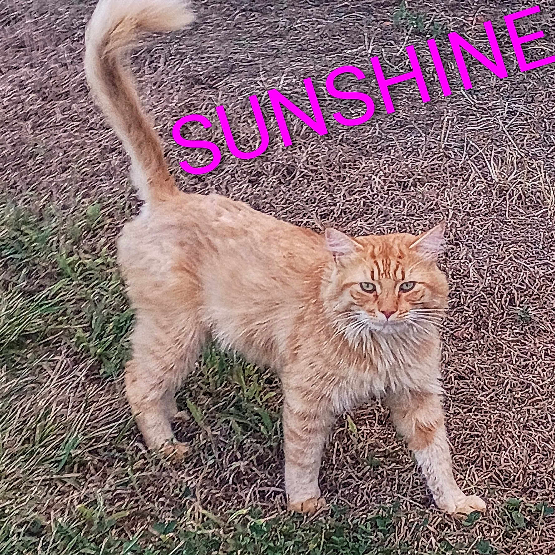 Sunshine is registered to the contest to win money with this photo: cat, orange_tabby, grass, dirt, outdoor, animal, pet, feline, tail, alert, fur, whiskers, ears, nature, sunshine, text_overlay, pink_text, walking, standing, background