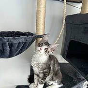 Bugatti a rejoint le concours — aidez-le/la à gagner de superbes lots ! adorable, animal, cat, cat_tree, cozy, fluffy, golden_eyes, gray_and_white, hammock, indoors, kitten, long_hair, pet, pink_nose, platform, portrait, rope, scratching_post, sitting, whiskers