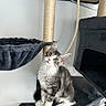 adorable, animal, cat, cat_tree, cozy, fluffy, golden_eyes, gray_and_white, hammock, indoors, kitten, long_hair, pet, pink_nose, platform, portrait, rope, scratching_post, sitting, whiskers