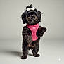 Chickie joined the competition — help win amazing prizes! dog, black_dog, small_dog, pink_harness, white_bow, standing, studio, pet, cute, fluffy, fur, animal, portrait, isolated, indoor, looking, adorable, playful, companion, friendly
