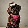 Chickie is registered to the contest to win money with this photo: dog, puppy, bow, pink_harness, fluffy, cute, pet, animal, portrait, studio, adorable, brown_fur, sitting, paw_raised, indoor, close_up, small_dog, groomed, looking_up, expression
