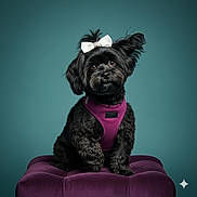 Chickie joined the competition — help win amazing prizes! dog, black_dog, bow, purple_cushion, pet, portrait, studio, fluffy_fur, cute, adorable, sitting, animal, fur, collar, indoor, background, teal, small_dog, fashion, posing