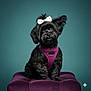 dog, black_dog, bow, purple_cushion, pet, portrait, studio, fluffy_fur, cute, adorable, sitting, animal, fur, collar, indoor, background, teal, small_dog, fashion, posing