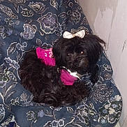 Chickie is registered to the contest to win money with this photo: animal, black_dog, blanket, carpet, companion, corner, cozy, curious, cute, dog, domestic, floral_pattern, fur, indoor, looking, pet, pink_shirt, resting, small_dog, white_bow