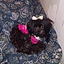 animal, black_dog, blanket, carpet, companion, corner, cozy, curious, cute, dog, domestic, floral_pattern, fur, indoor, looking, pet, pink_shirt, resting, small_dog, white_bow