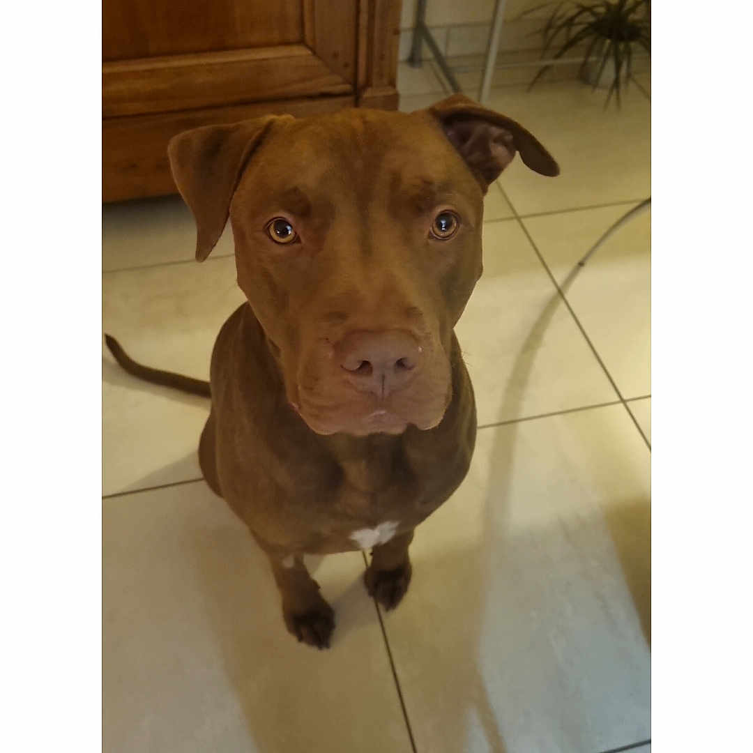 Chucky a rejoint le concours — aidez-le/la à gagner de superbes lots ! animal, brown, cabinet, canine, companion, cute, dog, domestic, ears, floor, friendly, house, indoor, looking_up, pet, plant, portrait, sitting, tail, tile