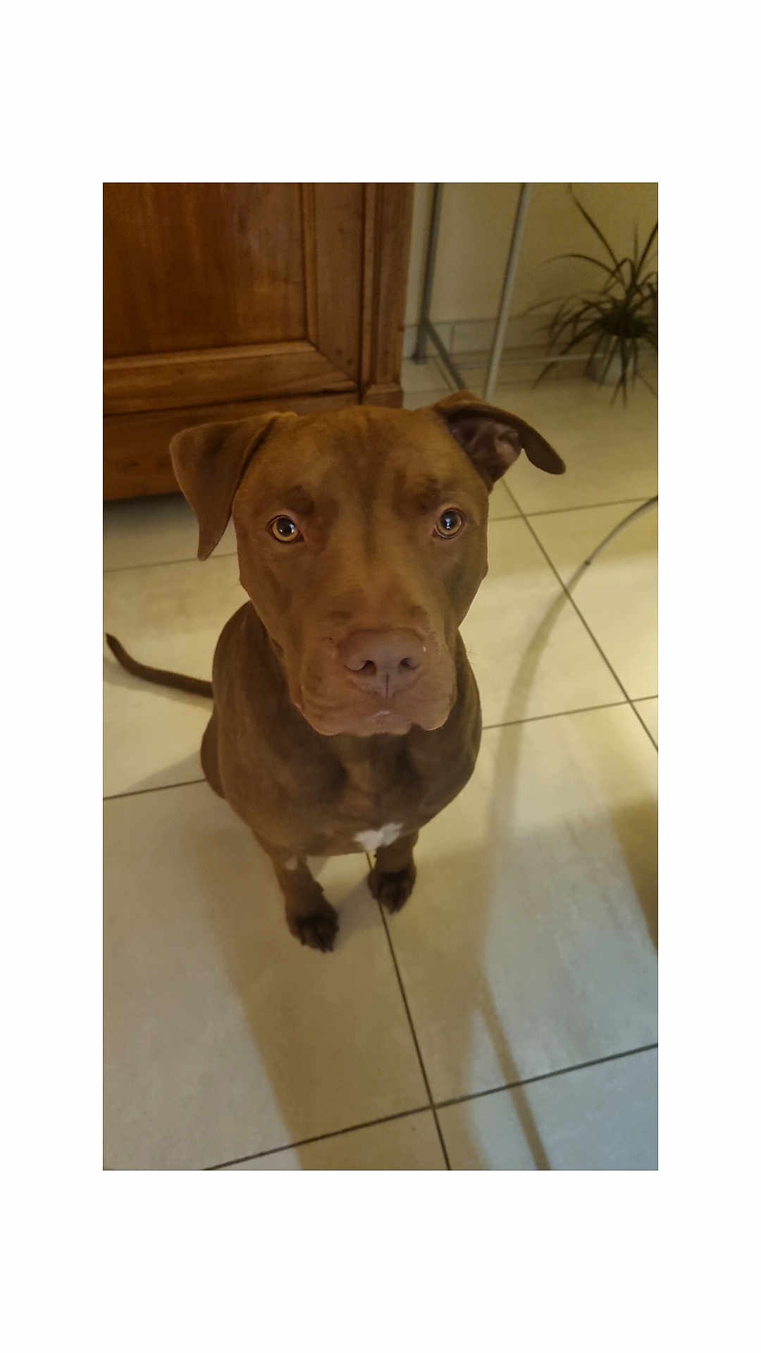 Chucky a rejoint le concours — aidez-le/la à gagner de superbes lots ! dog, brown, pet, indoor, floor, tile, cabinet, plant, looking_up, sitting, canine, animal, ears, tail, cute, domestic, companion, friendly, portrait, house