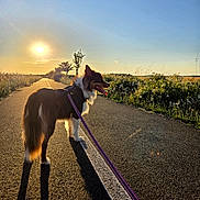 Maïa participe au concours pour gagner de l'argent avec cette photo : dog, leash, road, sunset, shadow, sky, trees, grass, outdoor, nature, walking, canine, sunlight, path, field, animal, pet, summer, daytime, scenic