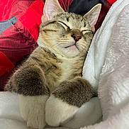 Michi joined the competition — help win amazing prizes! cat, kitten, sleeping, cozy, tabby, paws, blanket, fur, pet, cute, relaxed, indoor, closeup, whiskers, ears, nose, soft, comfort, rest, animal