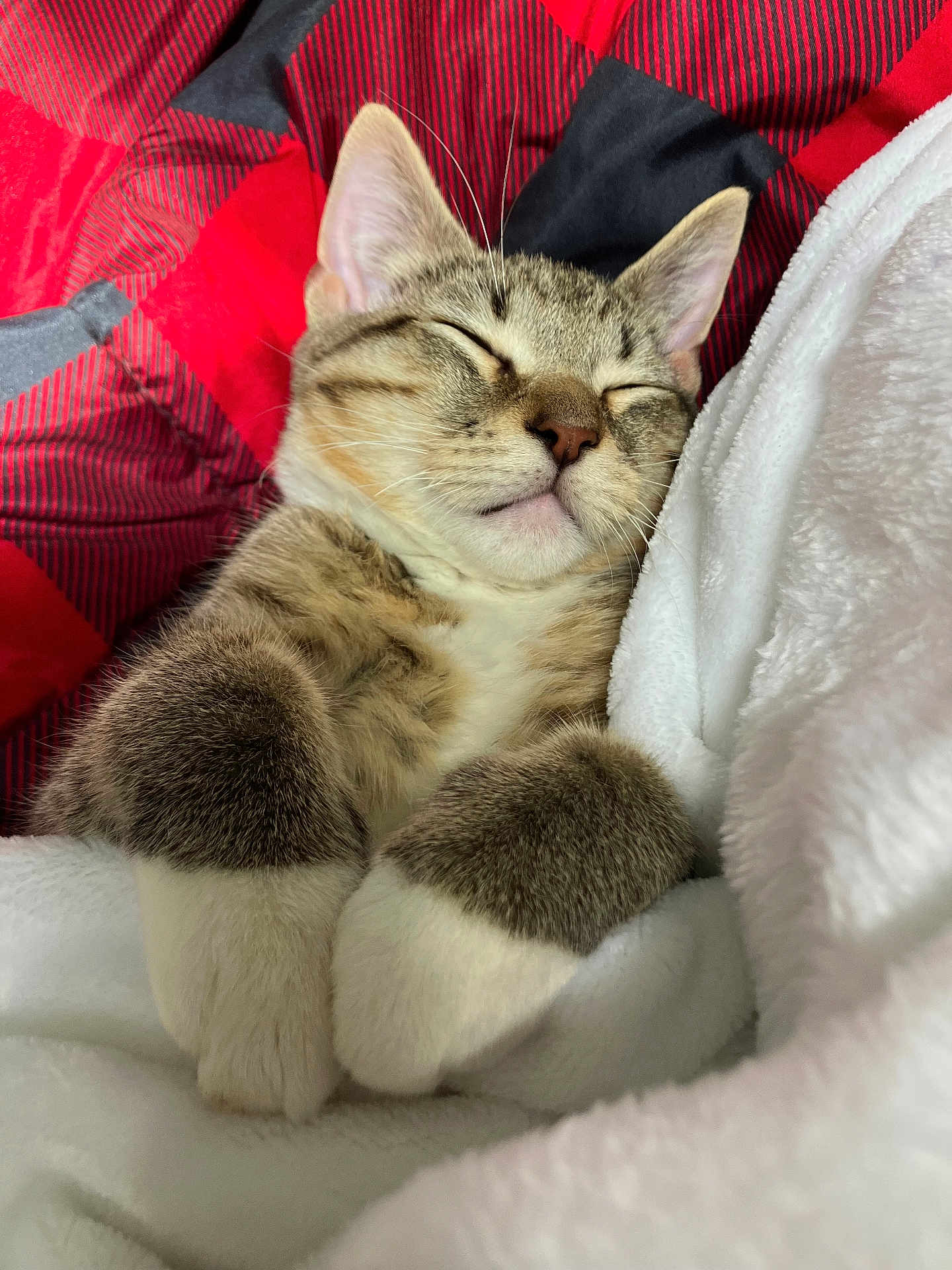 Michi