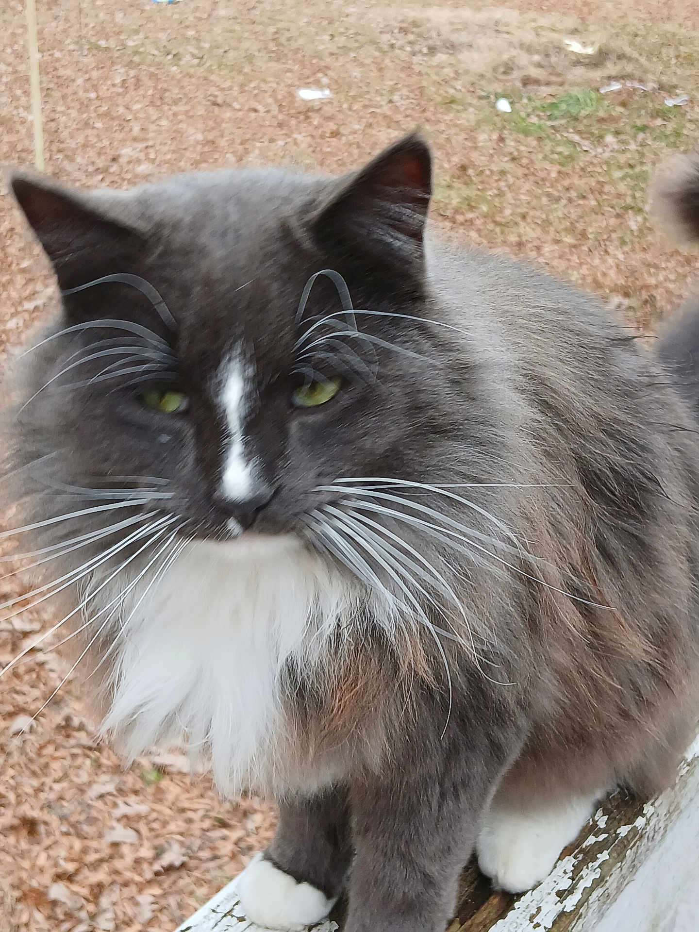 Fuzzy is registered to the contest to win money with this photo: cat, long_haired_cat, gray_cat, white_fur, whiskers, green_eyes, fluffy, paws, outdoor, porch, wood_railing, fall_leaves, close_up, pet, animal, white_markings, face, ear, nose, fur_texture
