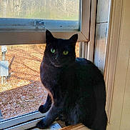 Princess joined the competition — help win amazing prizes! cat, black_cat, green_eyes, window, window_sill, screen, indoor, outdoor_view, trees, fallen_leaves, sunlight, pet, fur, whiskers, portrait, sitting, curious, wooden_frame, domestic_animal, home_interior