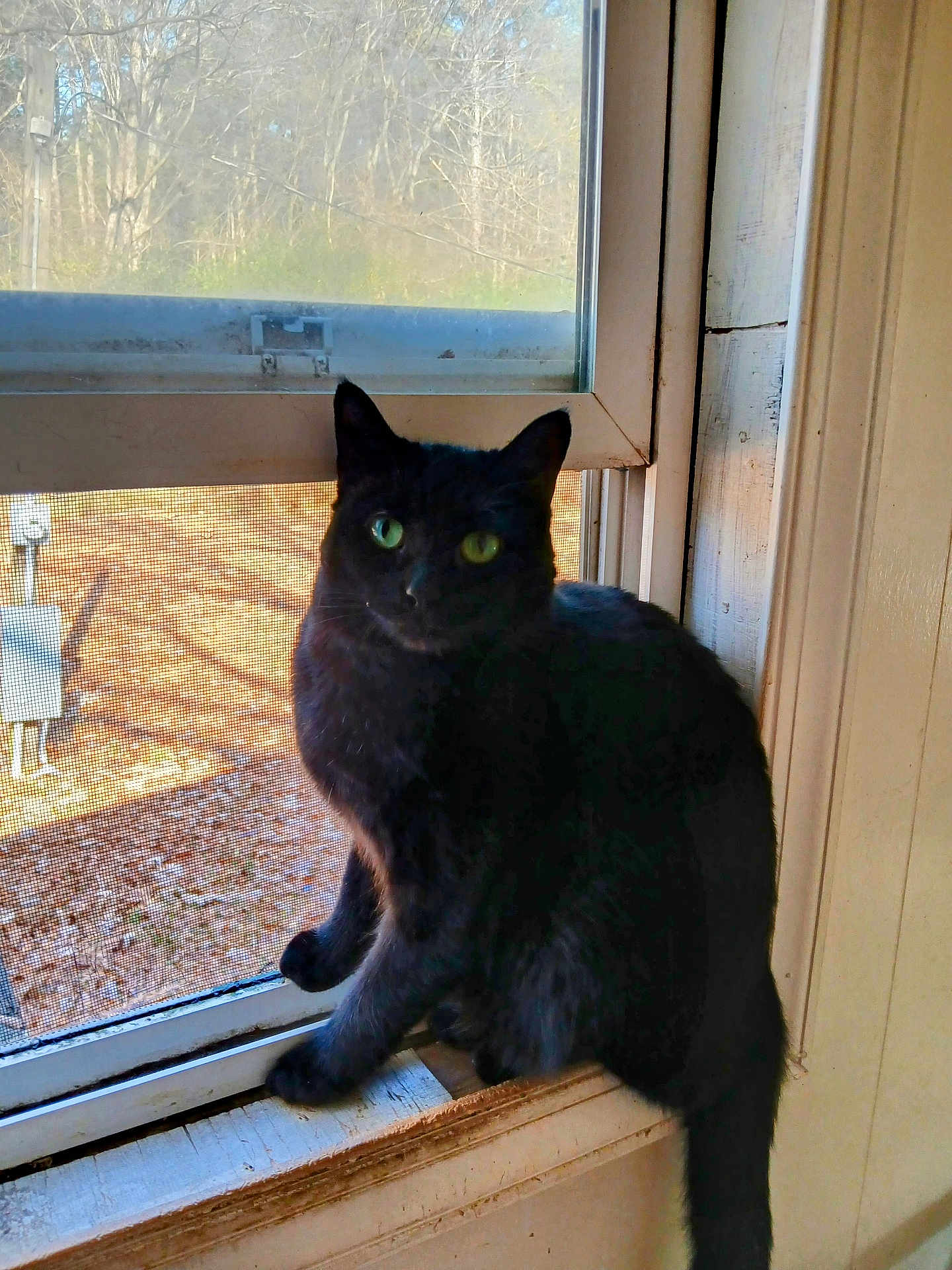 Princess joined the competition — help win amazing prizes! cat, black_cat, green_eyes, window, window_sill, screen, indoor, outdoor_view, trees, fallen_leaves, sunlight, pet, fur, whiskers, portrait, sitting, curious, wooden_frame, domestic_animal, home_interior