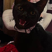 Panther is registered to the contest to win money with this photo: black_cat, cat, pet, indoor, collar, open_mouth, whiskers, eyes, fur, playful, furniture, plush_toy, chair, carpet, clothing, room, domestic, cute, animal, home