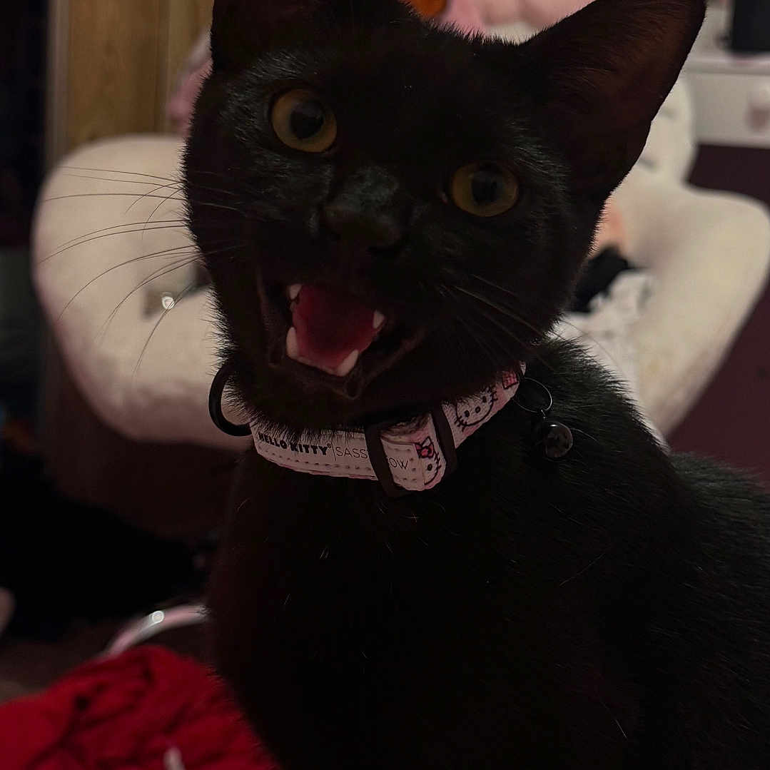 Panther is registered to the contest to win money with this photo: black_cat, cat, pet, indoor, collar, open_mouth, whiskers, eyes, fur, playful, furniture, plush_toy, chair, carpet, clothing, room, domestic, cute, animal, home