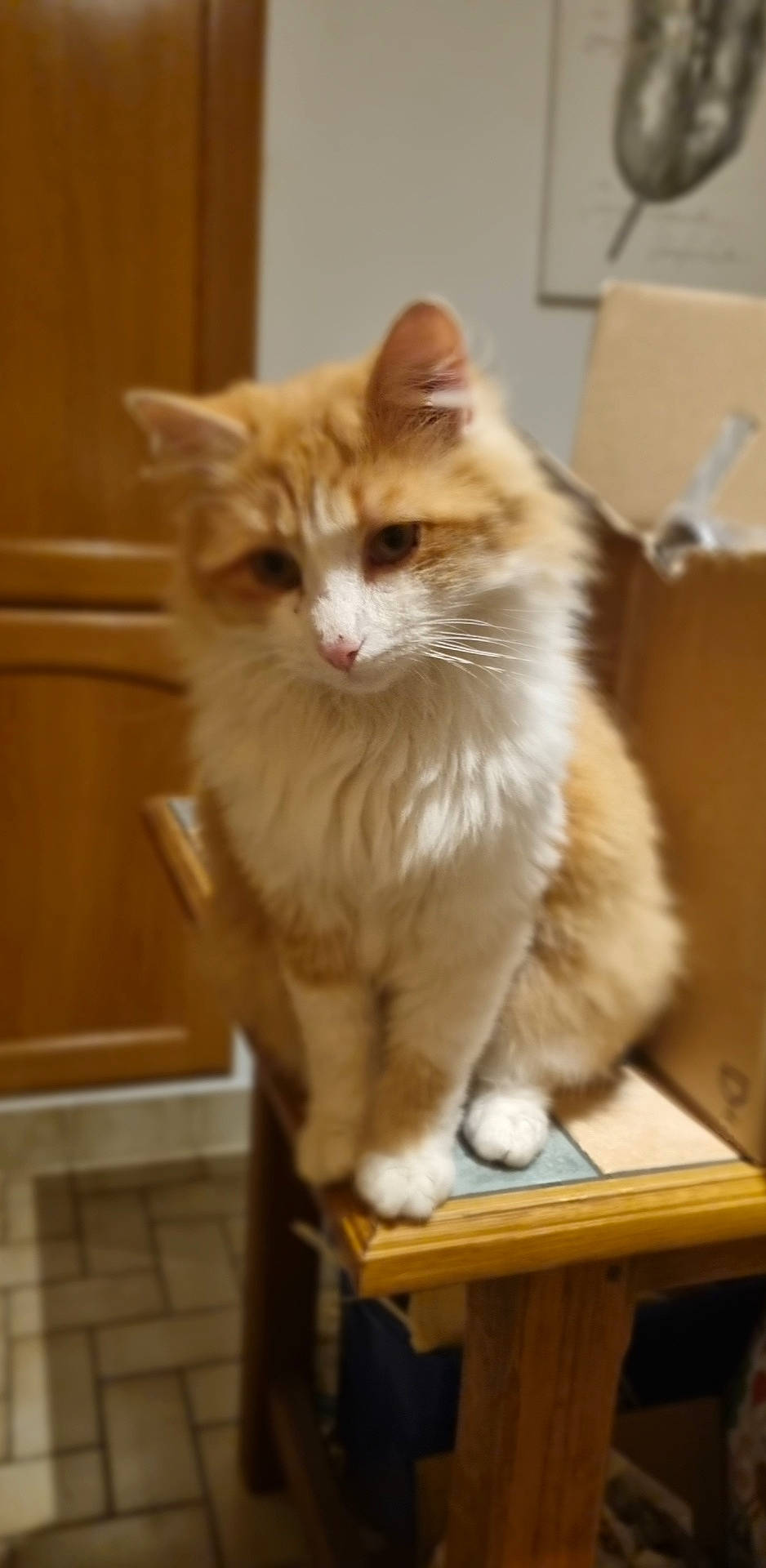 Pika participe au concours pour gagner de l'argent avec cette photo : box, cardboard, carnivore, cat, domestic_short_haired_cat, fawn, felidae, flooring, fur, hardwood, iris, paw, small_to_medium_sized_cats, snout, tail, whiskers, window, wood