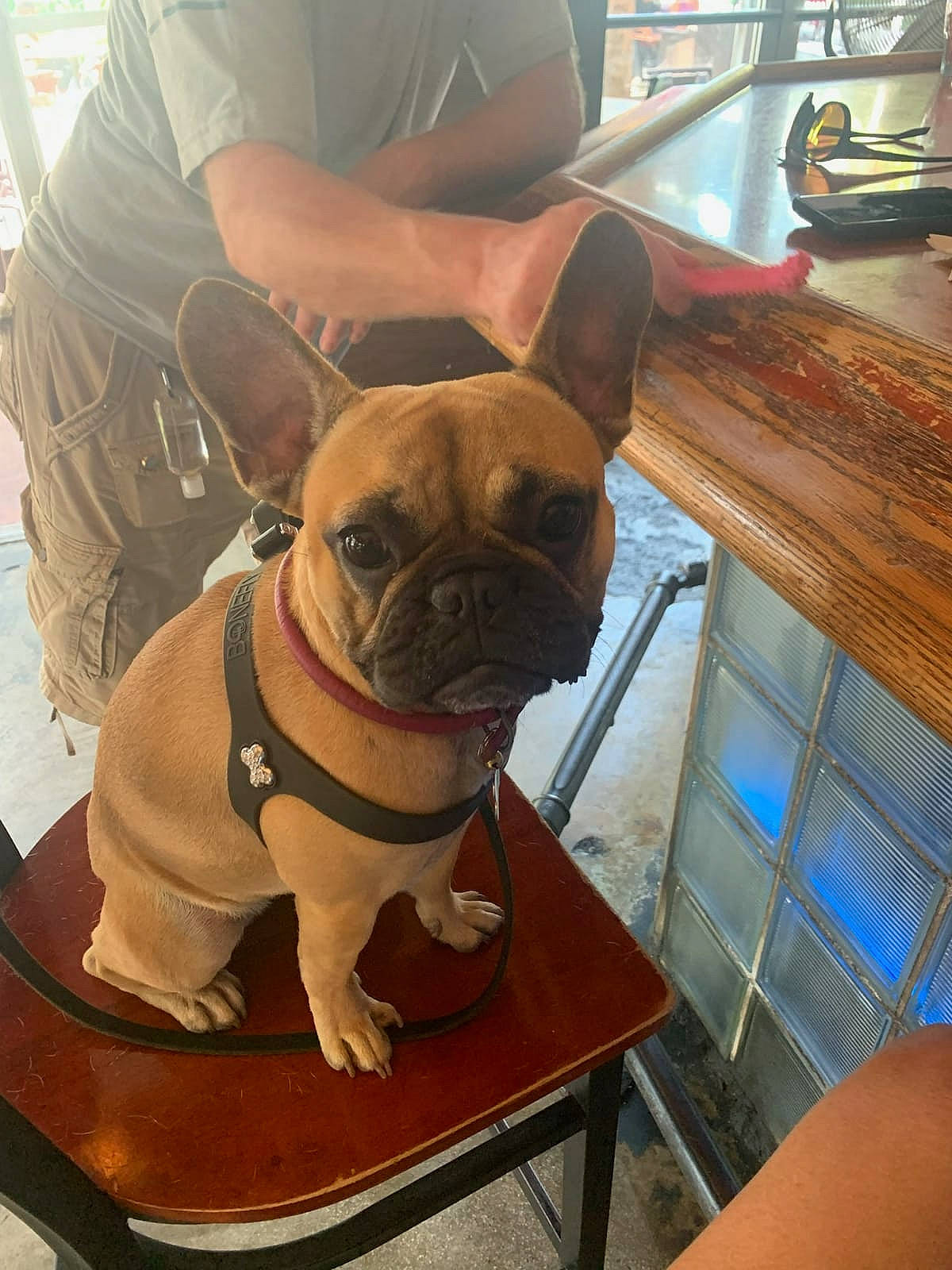 Eloise is registered to the contest to win money with this photo: bulldog, carnivore, chair, collar, companion_dog, dog, dog_breed, dog_collar, fawn, floor, flooring, french_bulldog, hardwood, molosser, table, terrestrial_animal, toy_dog, wood, working_animal, wrinkle