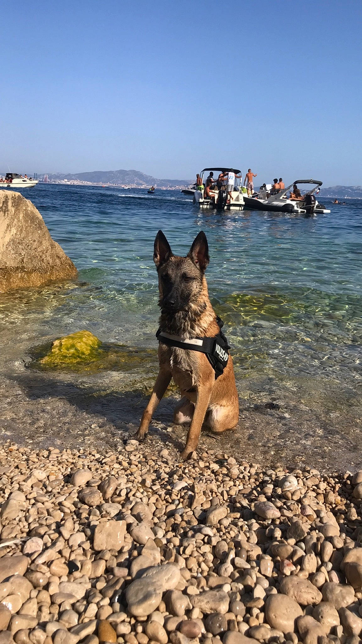 Raïka a rejoint le concours — aidez-le/la à gagner de superbes lots ! beach, carnivore, coastal_and_oceanic_landforms, dog, dog_breed, fawn, fun, german_shepherd_dog, herding_dog, lake, leisure, rock, sand, shore, sky, travel, vehicle, water, wood, working_animal