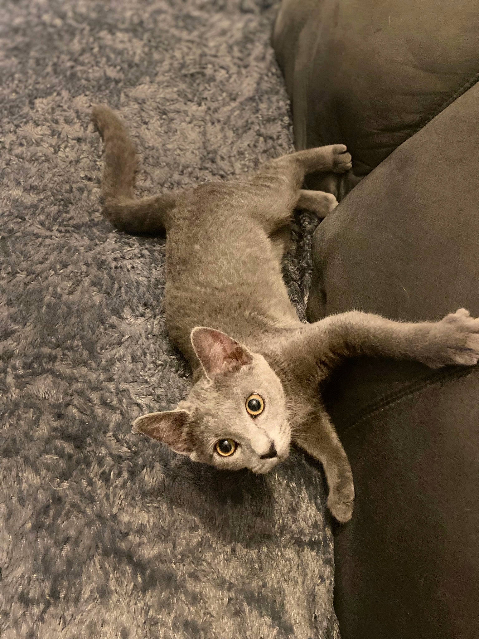 Stella participe au concours pour gagner de l'argent avec cette photo : carnivore, cat, claw, comfort, domestic_short_haired_cat, fawn, felidae, fur, paw, sand, small_to_medium_sized_cats, snout, soil, tail, terrestrial_animal, whiskers, wildlife