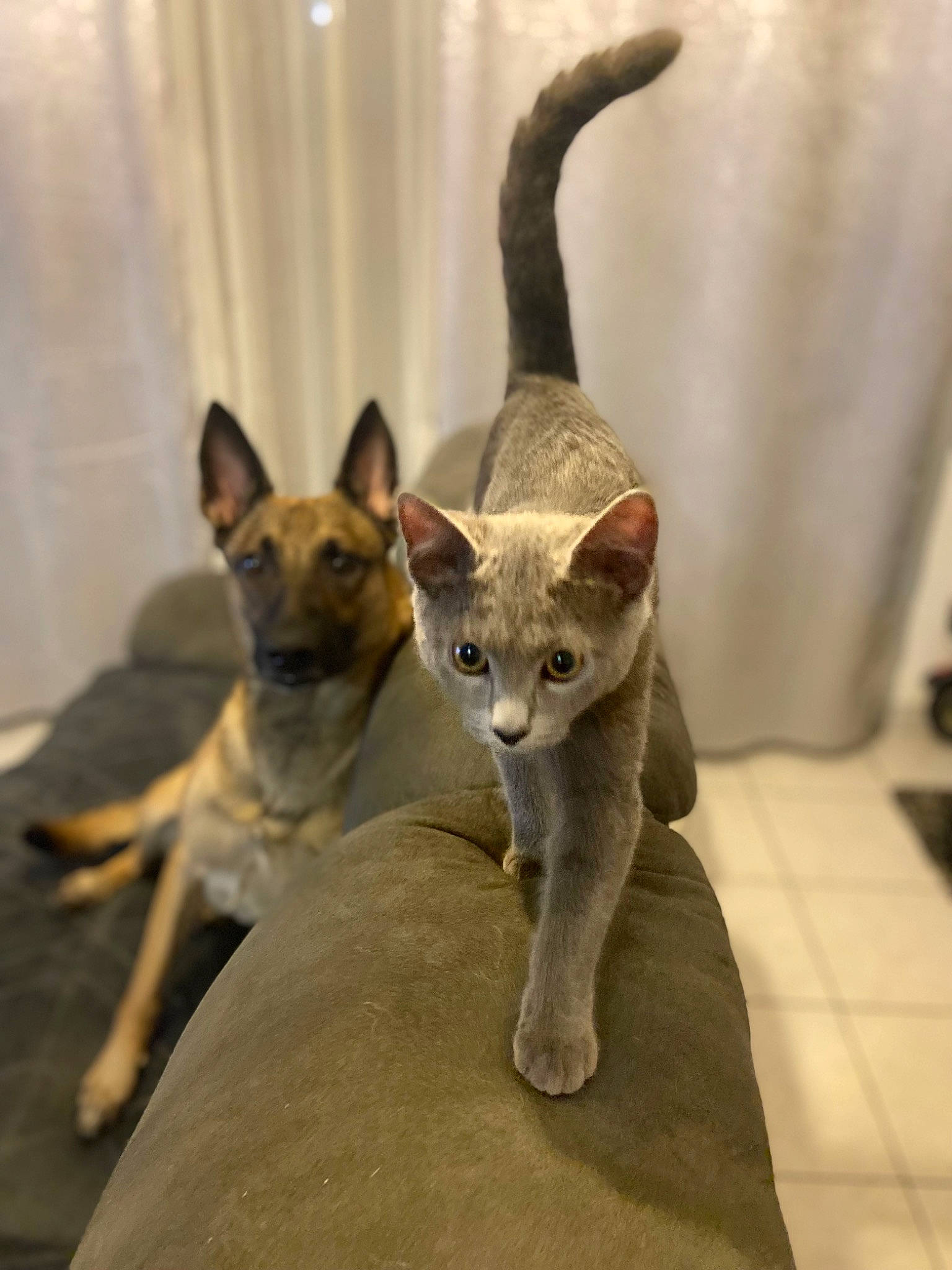 Stella participe au concours pour gagner de l'argent avec cette photo : carnivore, cat, dog_breed, fawn, felidae, fur, paw, small_to_medium_sized_cats, tail, terrestrial_animal, whiskers, wildlife