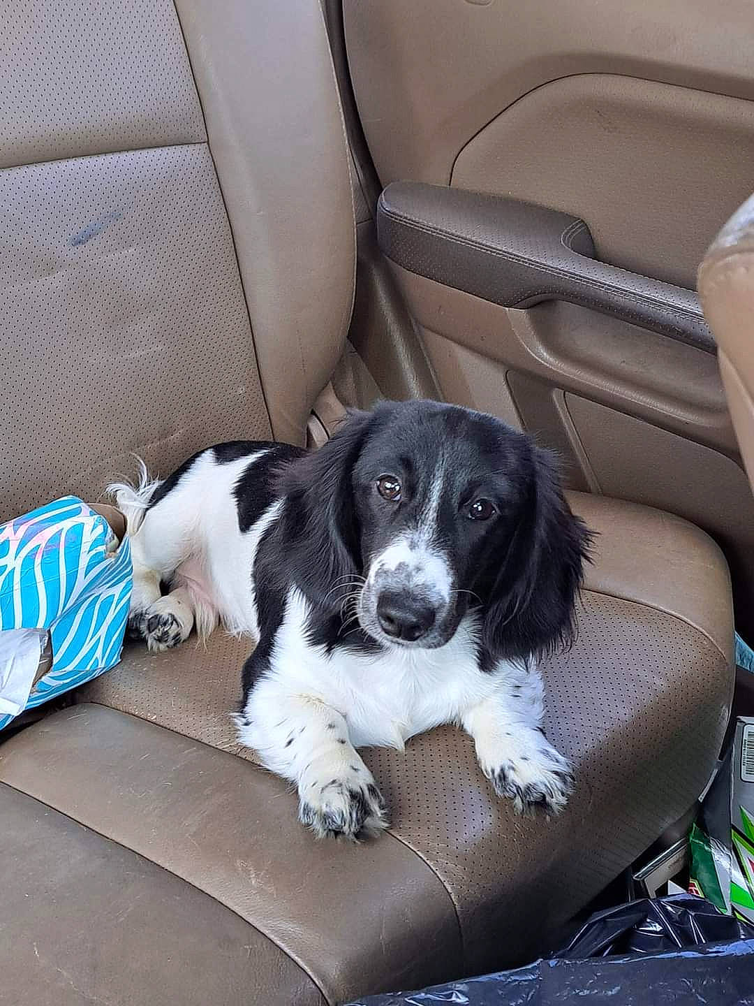 Duke is registered to the contest to win money with this photo: auto_part, automotive_design, automotive_exterior, automotive_tire, canidae, car, car_seat, car_seat_cover, carnivore, companion_dog, dog, dog_breed, gun_dog, luxury_vehicle, motor_vehicle, snout, spaniel, sporting_group, vehicle, vehicle_door
