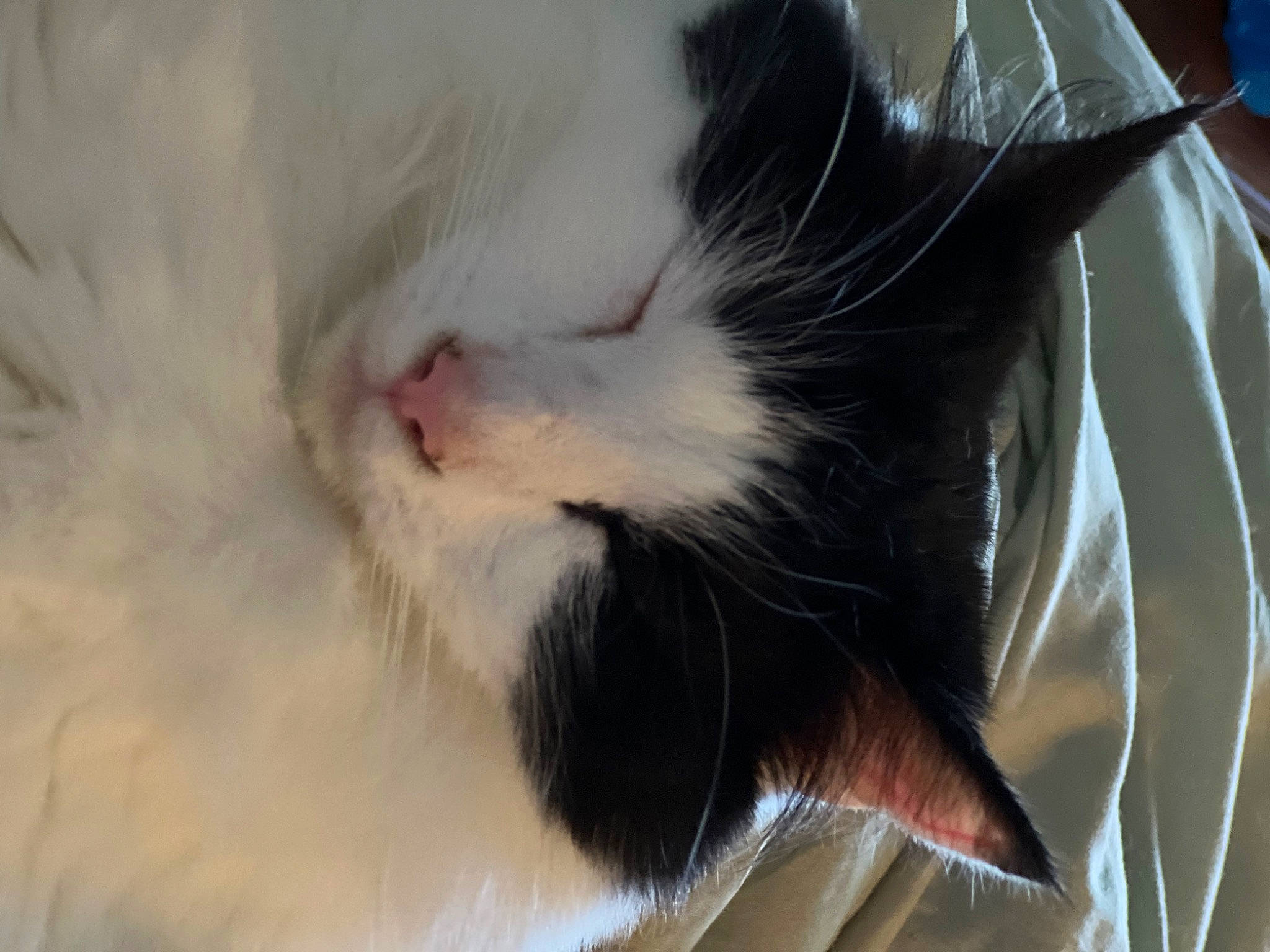 Jeremy joined the competition — help win amazing prizes! carnivore, cat, cat_supply, claw, domestic_short_haired_cat, felidae, fur, paw, small_to_medium_sized_cats, snout, tail, whiskers