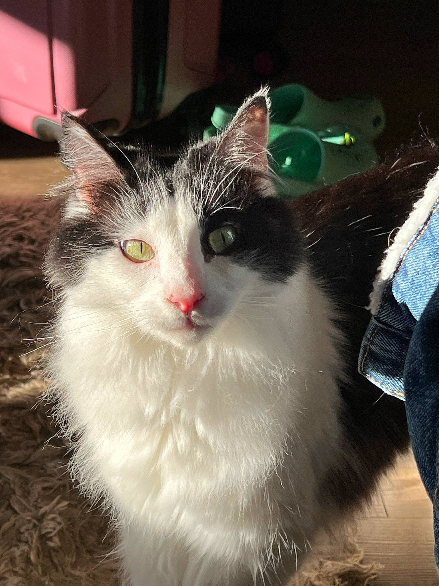 Jeremy joined the competition — help win amazing prizes! carnivore, cat, domestic_short_haired_cat, event, felidae, fur, iris, paw, small_to_medium_sized_cats, snout, tail, terrestrial_animal, whiskers