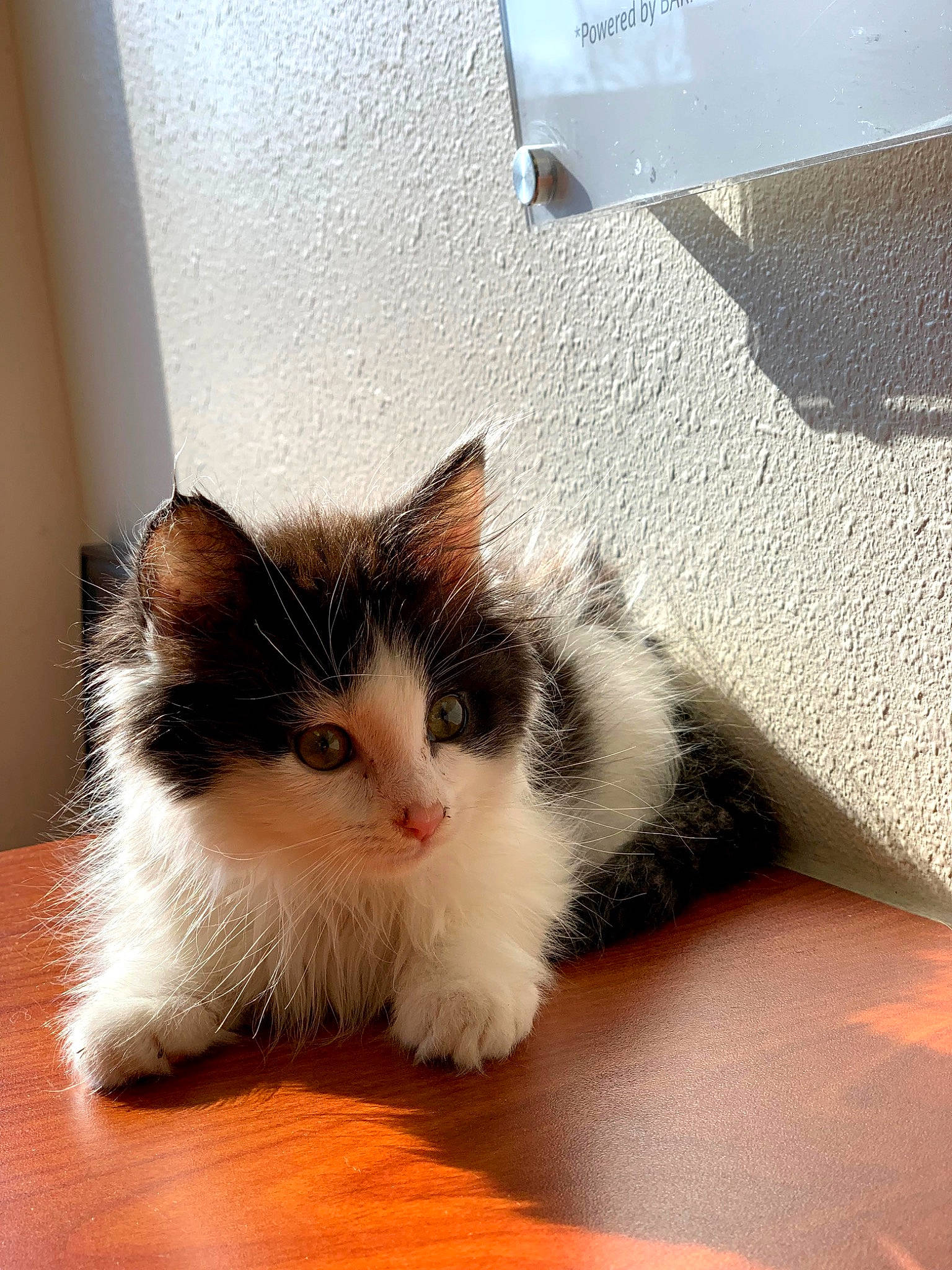 Jeremy is registered to the contest to win money with this photo: box, carnivore, cat, claw, comfort, domestic_short_haired_cat, eye, felidae, flooring, foot, fur, hardwood, paw, sitting, small_to_medium_sized_cats, snout, tail, whiskers, window, wood