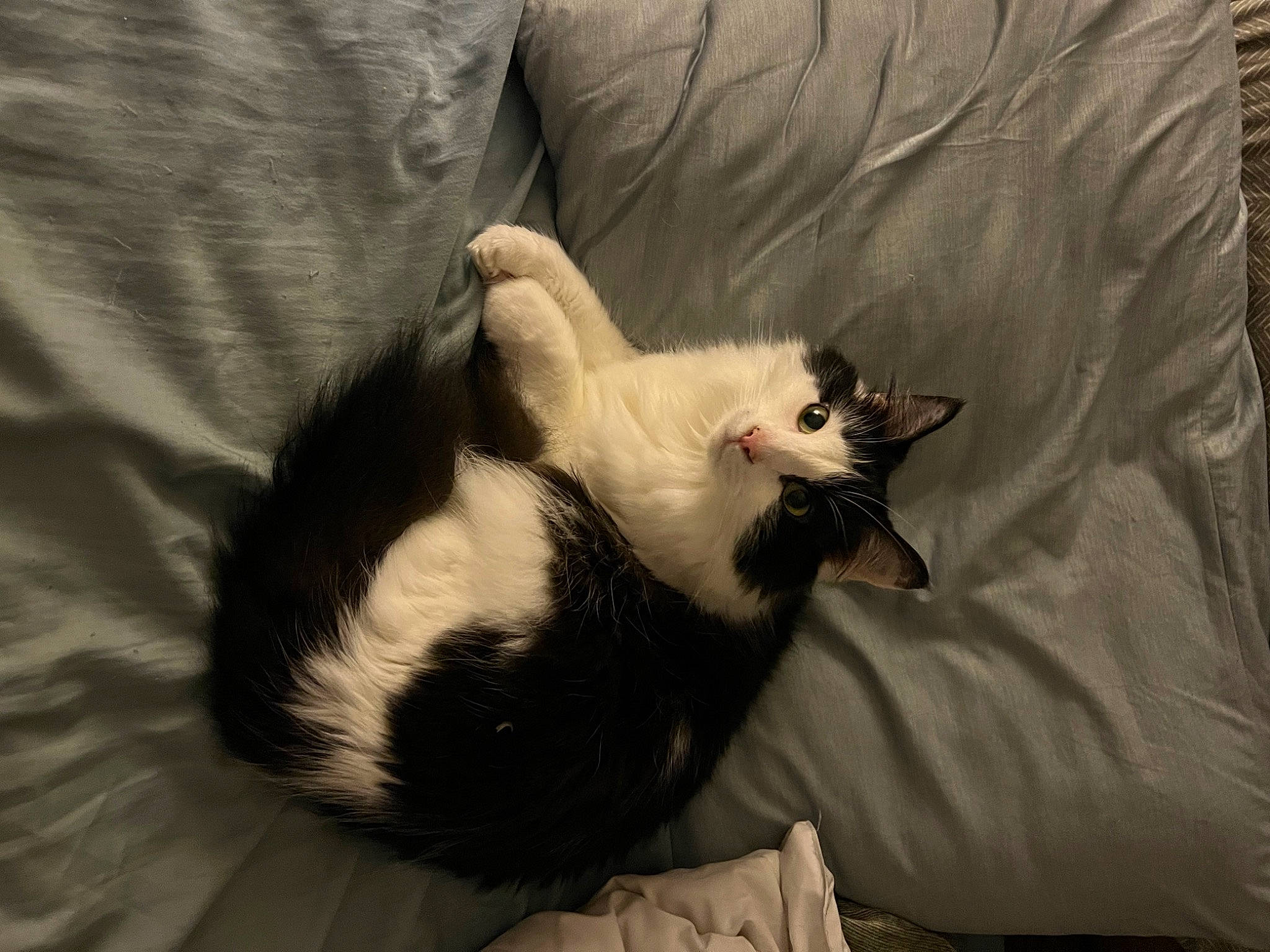 Jeremy joined the competition — help win amazing prizes! canidae, carnivore, cat, claw, comfort, domestic_short_haired_cat, felidae, fur, linens, nap, paw, small_to_medium_sized_cats, tail, whiskers