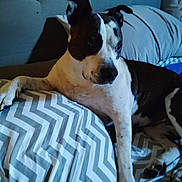 Zara joined the competition — help win amazing prizes! animal, bed, black_and_white, canine, chevron_pattern, comfort, dog, domestic_animal, ears, four_legs, fur, home, indoor, pet, pillow, relaxed, resting, side_view, sleep_area, snout