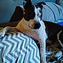 animal, bed, black_and_white, canine, chevron_pattern, comfort, dog, domestic_animal, ears, four_legs, fur, home, indoor, pet, pillow, relaxed, resting, side_view, sleep_area, snout