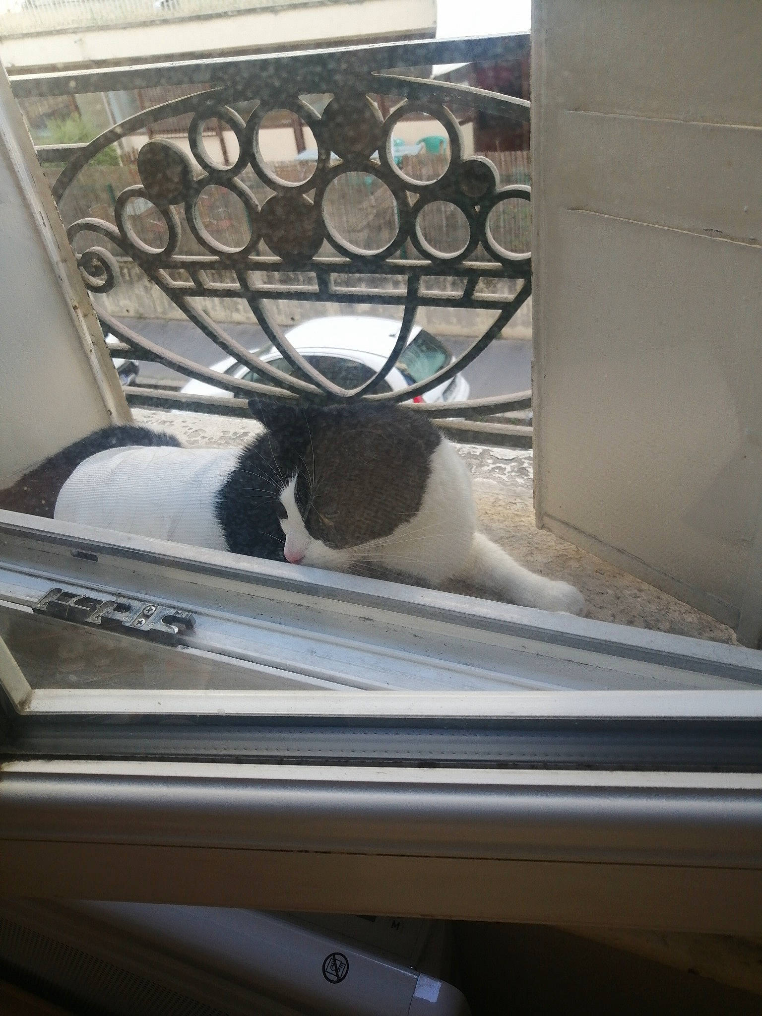 Minouch participe au concours pour gagner de l'argent avec cette photo : auto_part, automotive_exterior, ball, ceiling, daylighting, felidae, fur, glass, handrail, house, metal, rabbit, room, small_to_medium_sized_cats, stairs, steel, vehicle_door, whiskers, window, wood