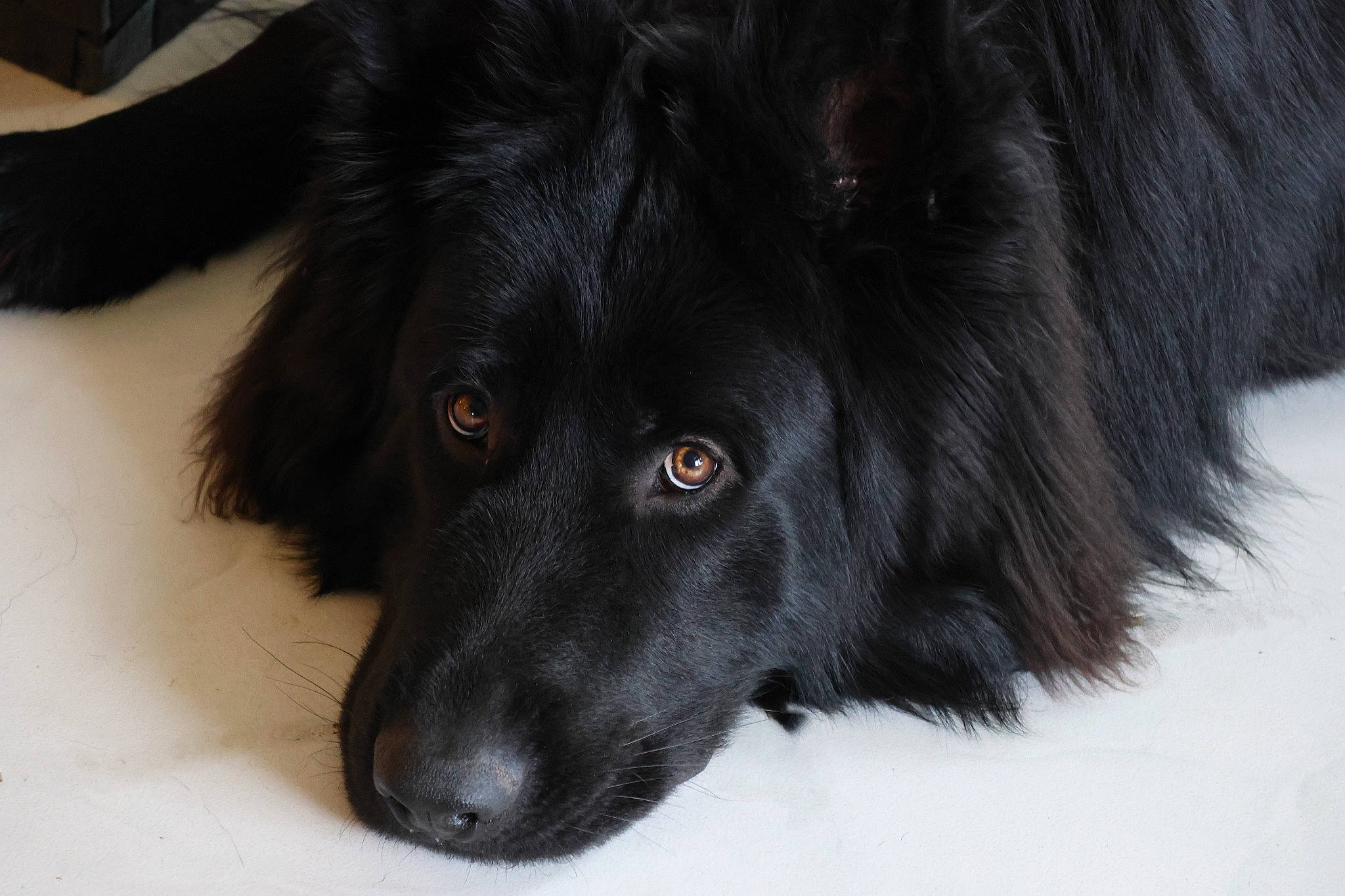 Tao a rejoint le concours — aidez-le/la à gagner de superbes lots ! borador, canidae, carnivore, companion_dog, dog, dog_breed, fur, snout, snow, sporting_group, whiskers, working_animal, working_dog