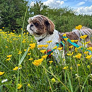 Aïko a rejoint le concours — aidez-le/la à gagner de superbes lots ! dog, grass, yellow_flowers, buttercup, meadow, outdoor, nature, blue_sky, clouds, greenery, pet, animal, fluffy, leash, harness, spring, sunlight, field, cute, small_dog