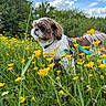 dog, grass, yellow_flowers, buttercup, meadow, outdoor, nature, blue_sky, clouds, greenery, pet, animal, fluffy, leash, harness, spring, sunlight, field, cute, small_dog