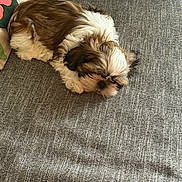 Aïko participe au concours pour gagner de l'argent avec cette photo : puppy, dog, sleeping, couch, sofa, pet, fluffy, brown_and_white, indoor, cozy, resting, small_dog, curled_up, furniture, home, nap, cute, animal, companion, relaxation