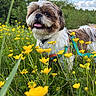 Aïko participe au concours pour gagner de l'argent avec cette photo : dog, brown_and_white, fluffy, field, yellow_flowers, grass, blue_sky, clouds, outdoor, nature, happy, tongue_out, pet, leash, greenery, summer, close_up, cute, canine, playful