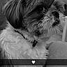 Aïko a rejoint le concours — aidez-le/la à gagner de superbes lots ! dog, fluffy, indoor, couch, pet, black_and_white, portrait, side_view, heart_emoji, collar, furniture, person_in_background, curtains, home, relaxing, close_up, animal, companion, cozy, snapshot