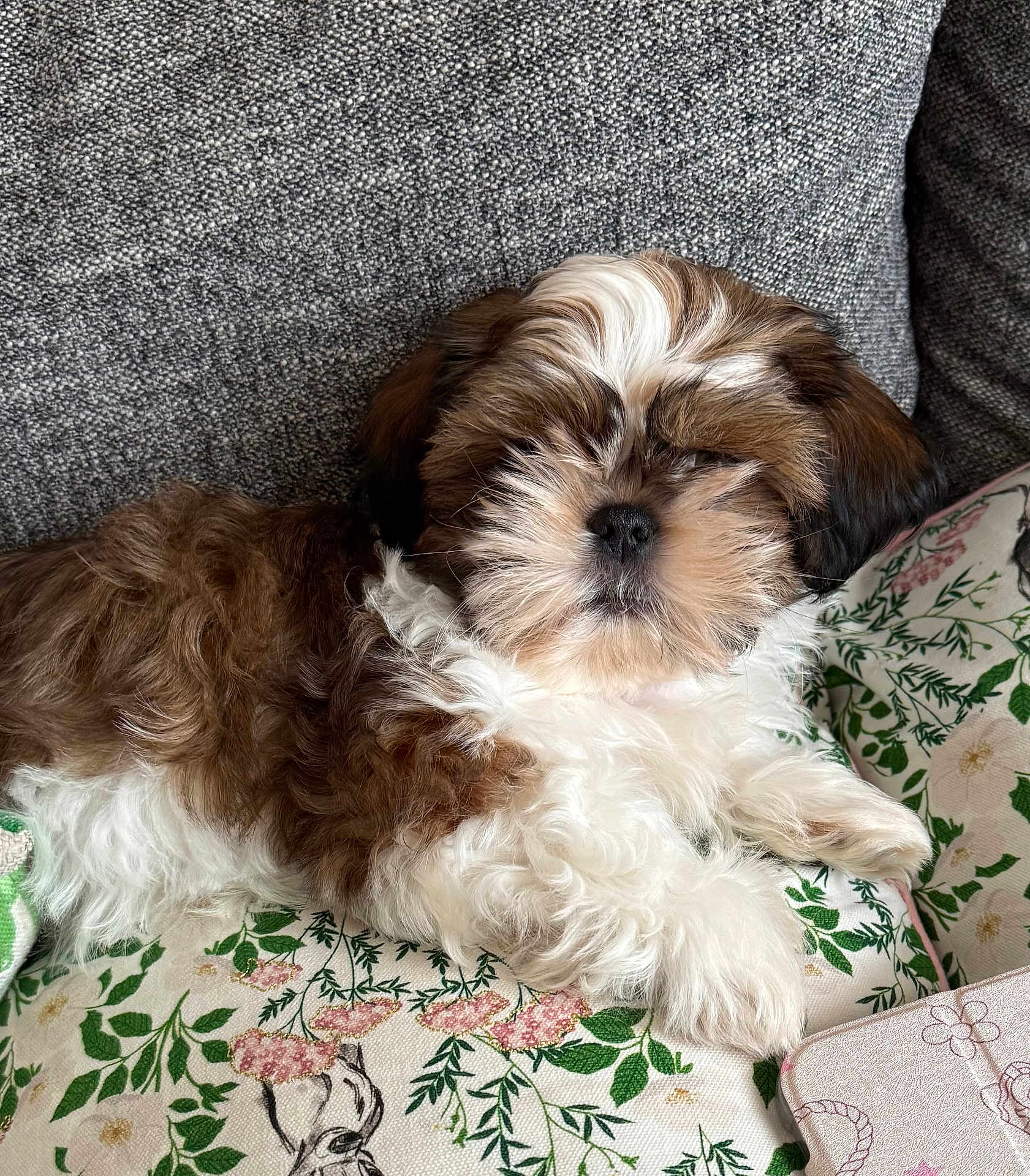 Aïko participe au concours pour gagner de l'argent avec cette photo : puppy, dog, brown, white, fluffy, couch, cushion, floral_pattern, relaxed, sleepy, pet, indoor, cute, small_dog, fur, animal, companion, resting, cozy, home