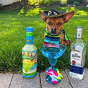 Bubbles joined the competition — help win amazing prizes! dog, sombrero, margarita_glass, margarita_mix, tequila_bottle, grass, outdoor, party, drink, flower_decoration, pavement, greenery, small_dog, costume, celebration, sunlight, summer, festive, colorful, pet