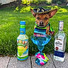 dog, sombrero, margarita_glass, margarita_mix, tequila_bottle, grass, outdoor, party, drink, flower_decoration, pavement, greenery, small_dog, costume, celebration, sunlight, summer, festive, colorful, pet